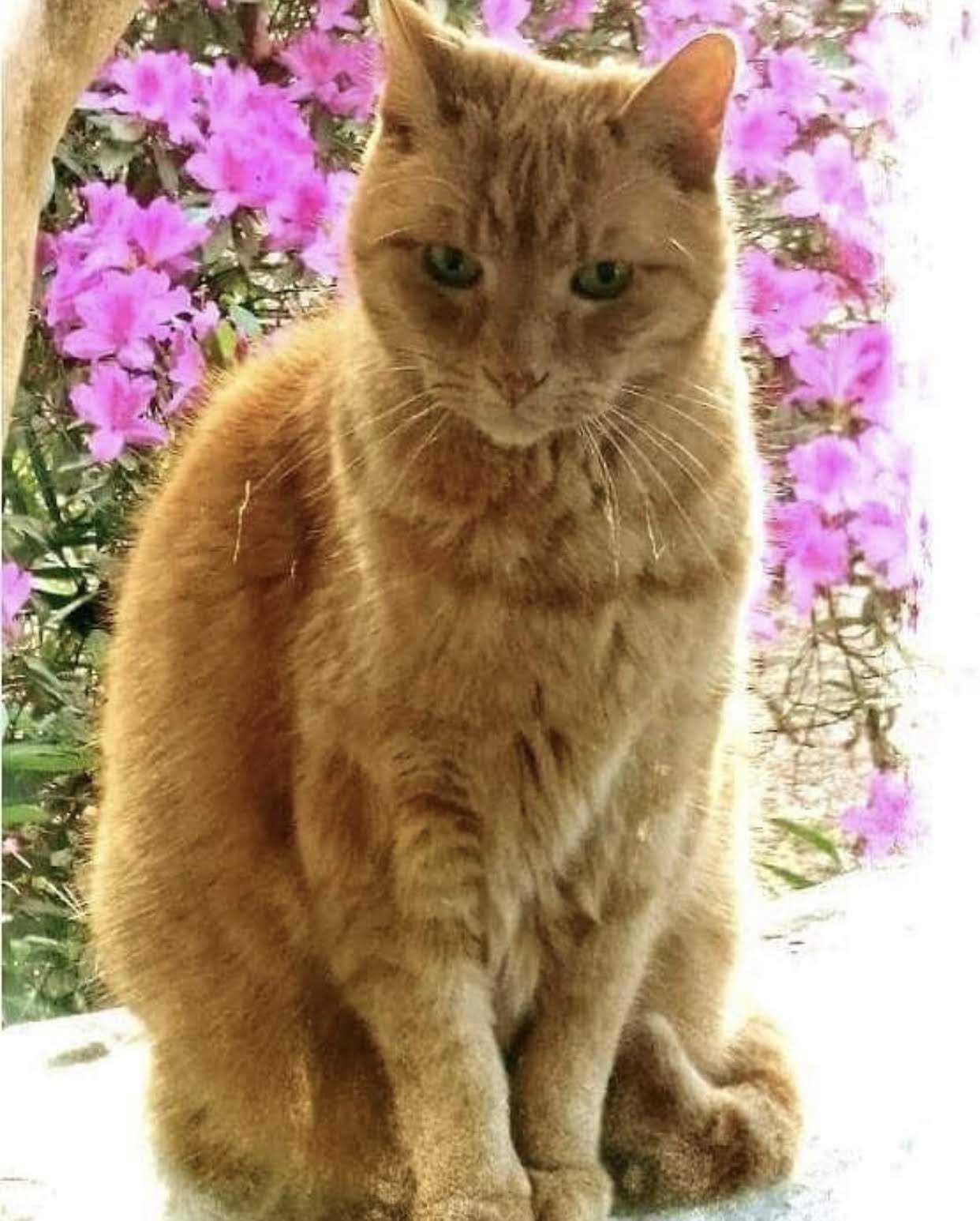 Brandy the cat